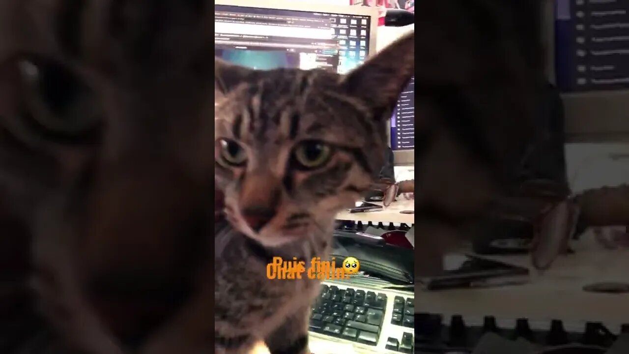 Chat câlin !