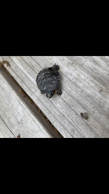 Luna brings me a present…