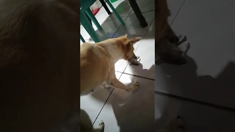 Best Buddy Dog.
