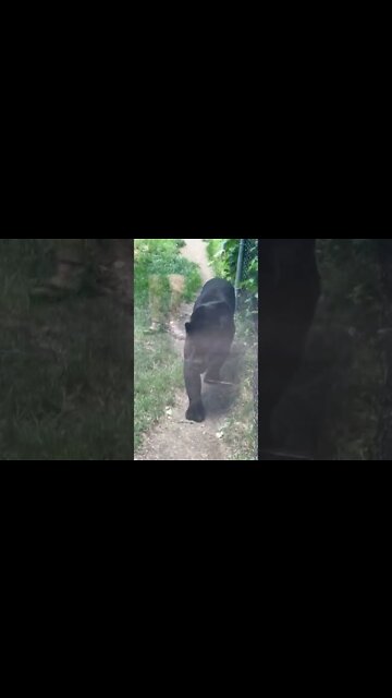 Black Panther walking up to us