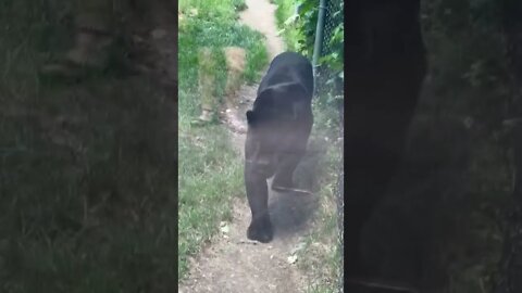 Black Panther walking up to us