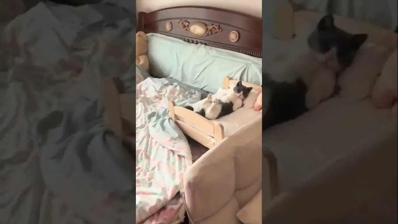 The Yawning Cat 🐱