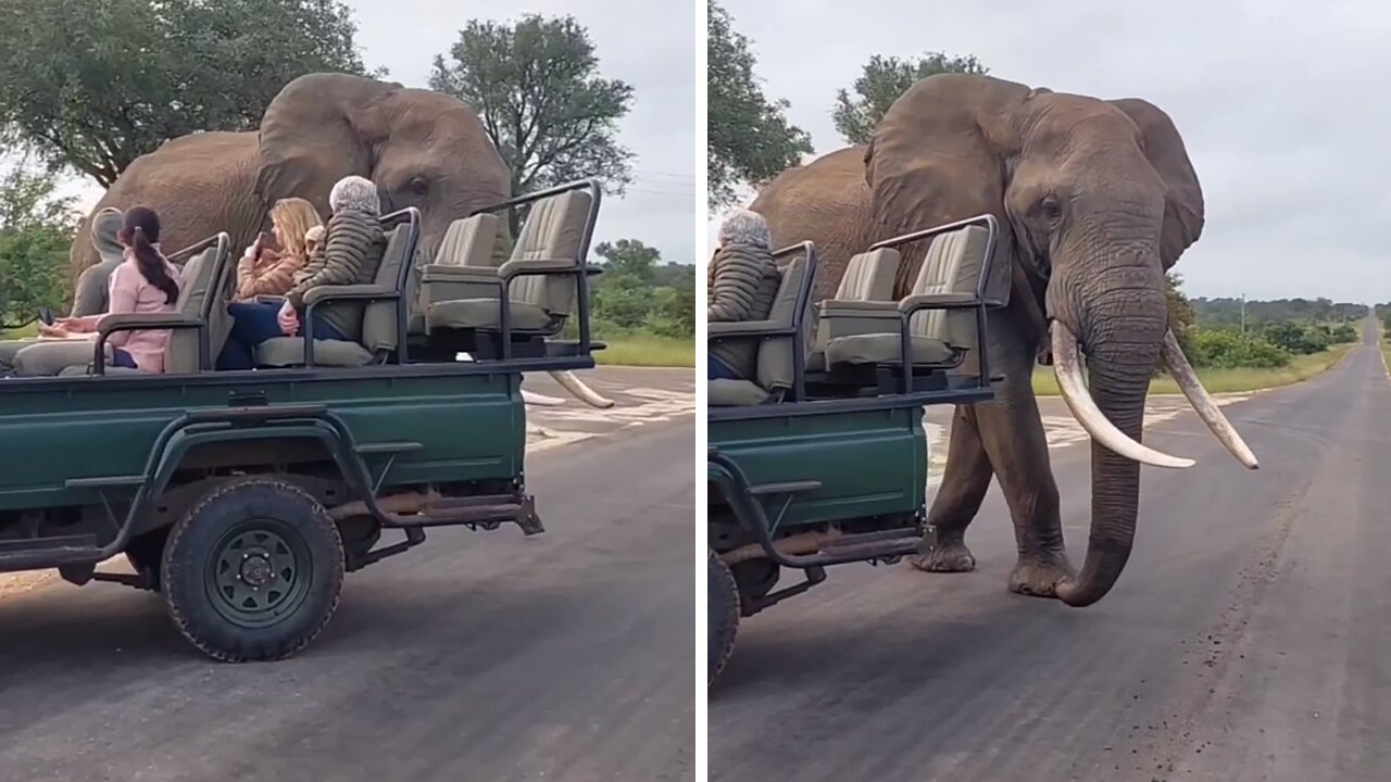 People Share Unforgettable Encounter With A Majestic Elephant