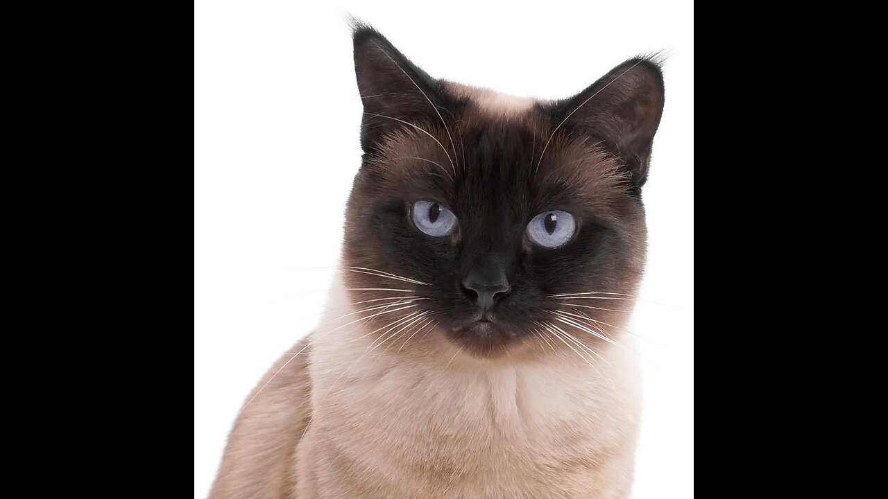 Top 10 Most Beautiful Cat Breeds In The World 😍