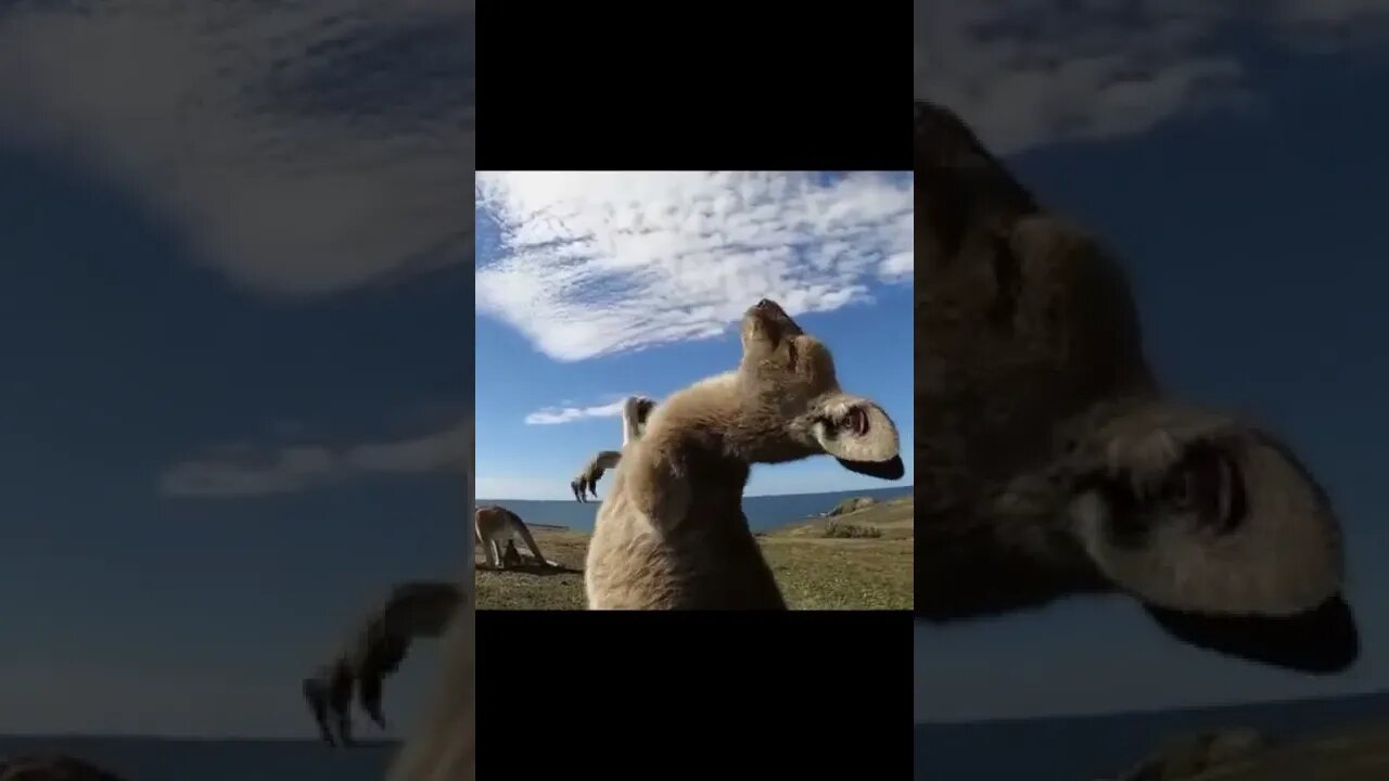 canguru filhote treinando boxe😲😲