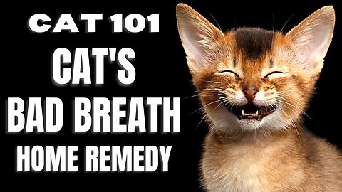 Cats 101 : Cat's Bad Breath Home Remedy