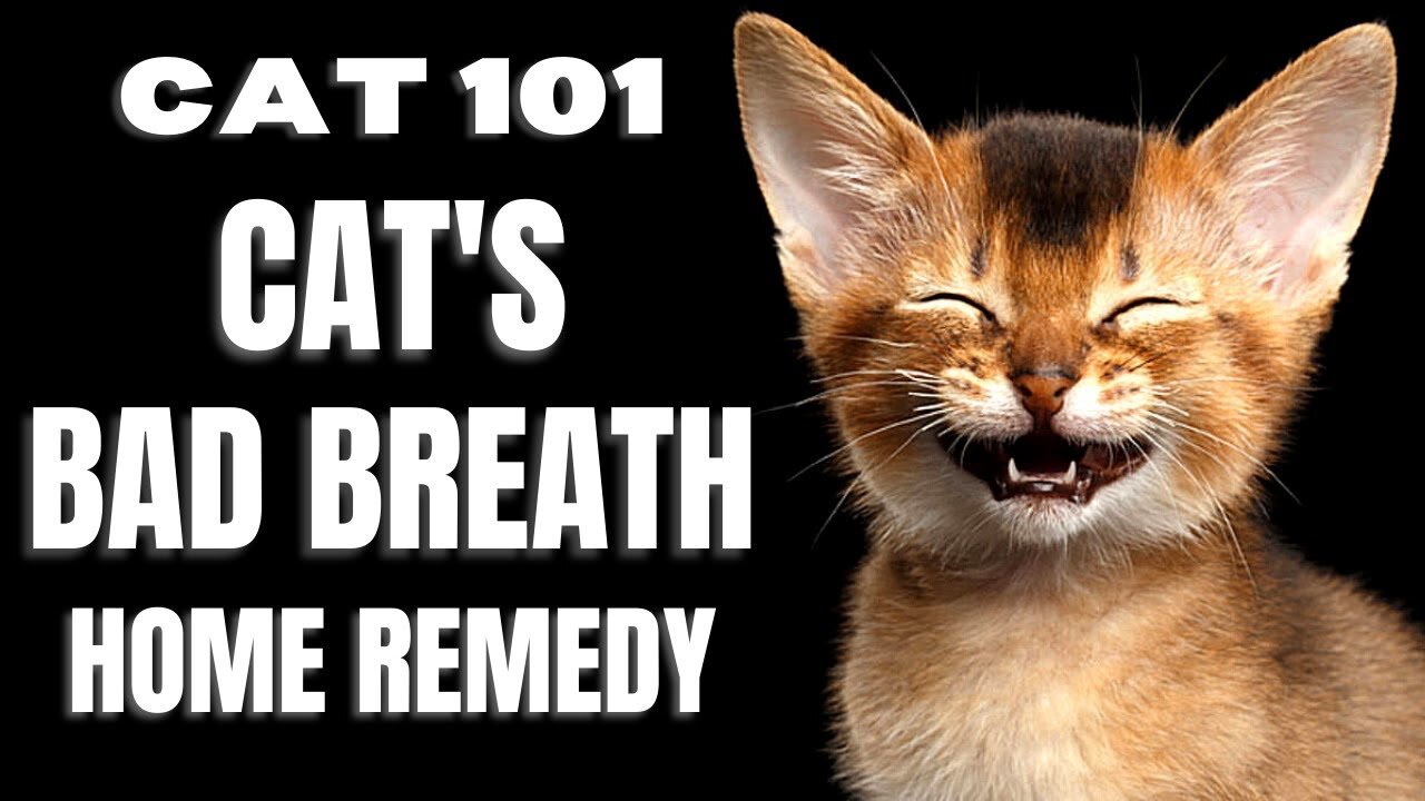 Cats 101 : Cat's Bad Breath Home Remedy