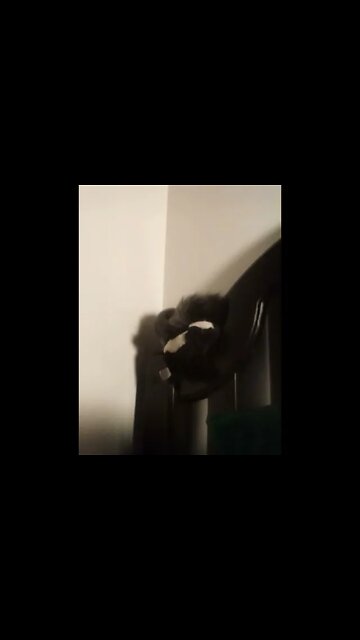 Welcome to America Skunk!