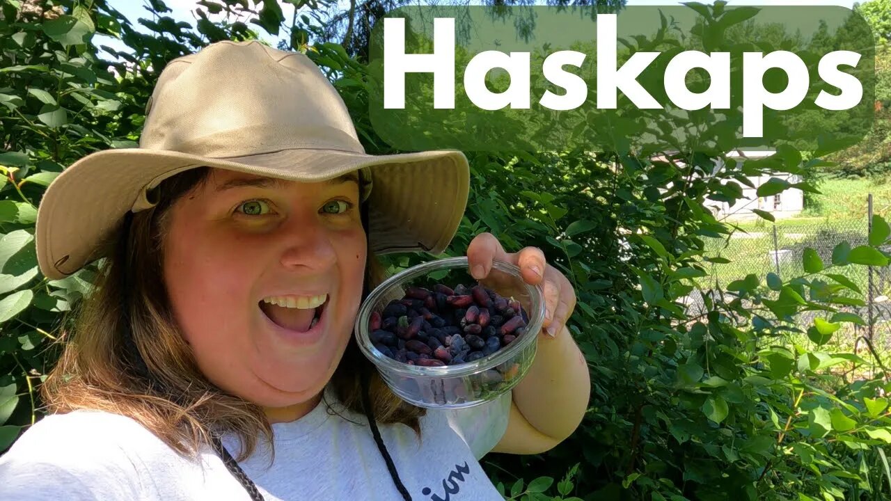 Harvesting Haskaps | Honeyberry