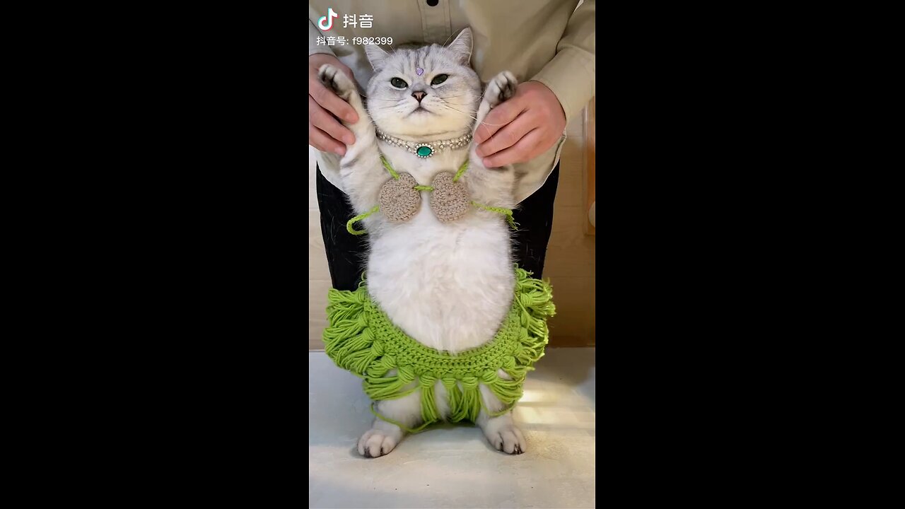 funny cat dancing 🐱