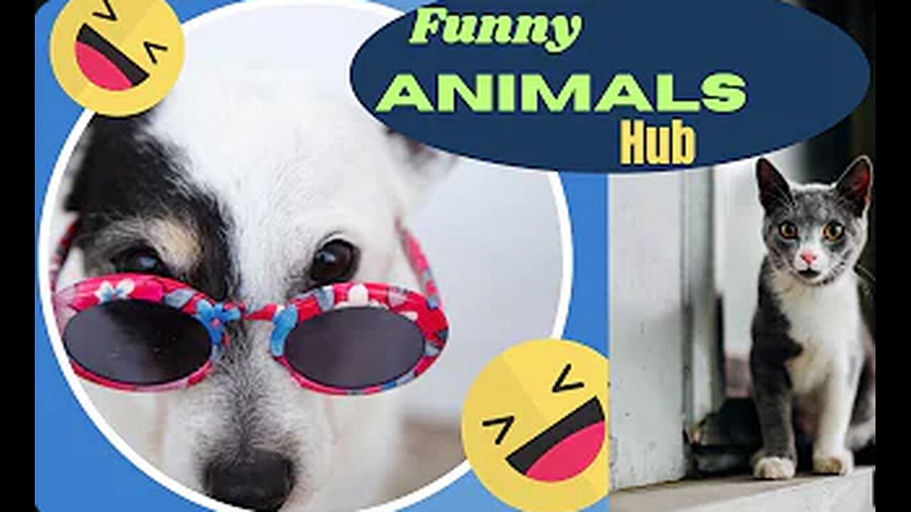 funny animals