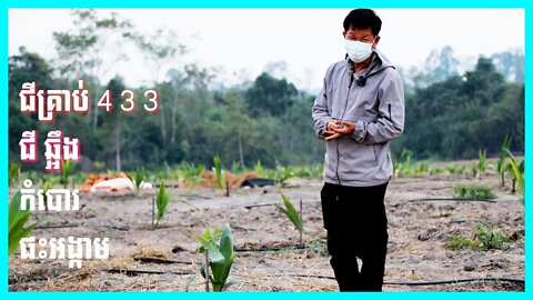 ការត្រៀមលក្ខណៈមុនពេលដាំដំណាំ ដូង ! (Coconut)