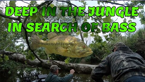 Deep in the Jungle of Trees to Find Largemouth Bass