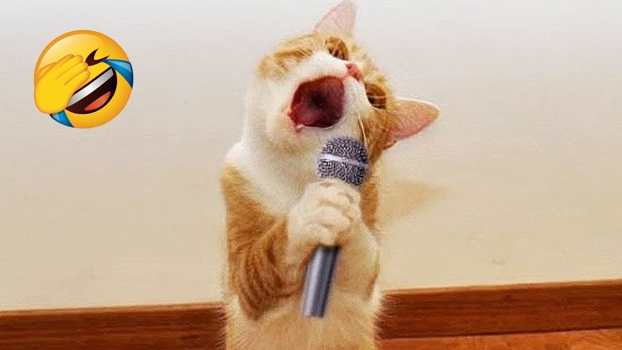 Funniest Cats and Dogs πΊπΆ Funny Animals 2023 π Part 16