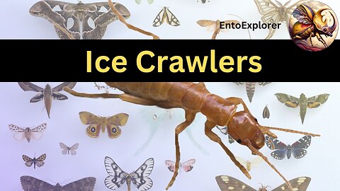 Introduction to Insect Taxonomy and Identification - Part 20 - Order Grylloblattodea