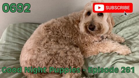 [0692] GOOD NIGHT PUPPIES - EPISODE 261 [#dogs #doggos #doggies #puppies #dogdaycare]