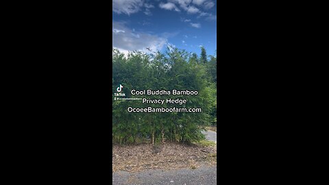 Cool Buddha Bamboo Clumping Non Invasive privacy Ocoee Bamboo Farm 407-777-4807