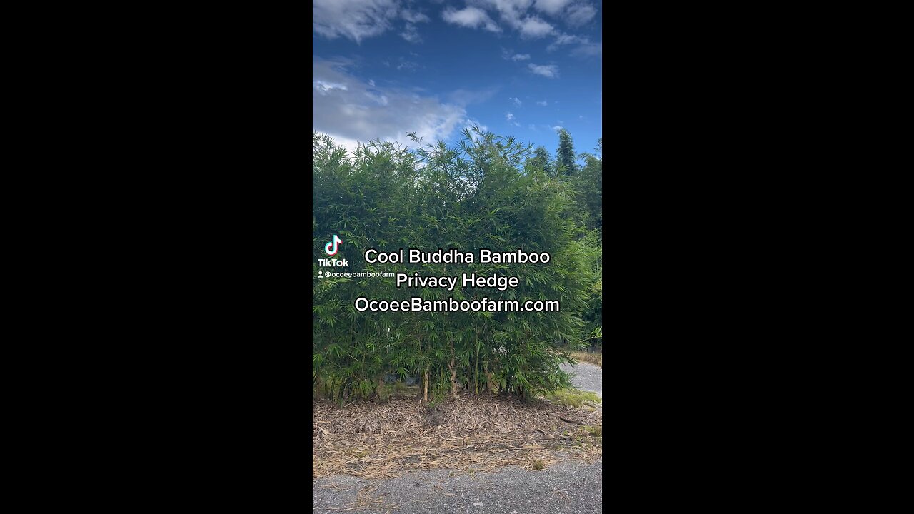 Cool Buddha Bamboo Clumping Non Invasive privacy Ocoee Bamboo Farm 407-777-4807