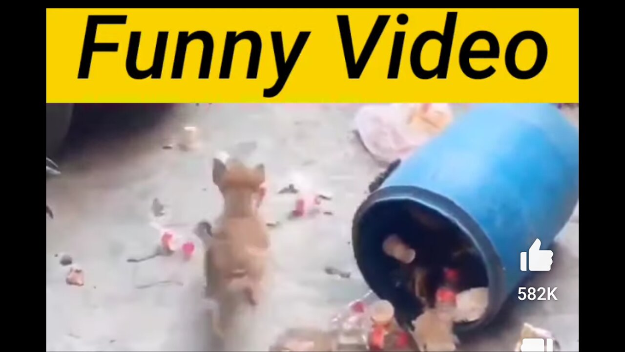 Funny Animal 😂😂😂😂