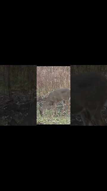 Handgun hunting whitetail
