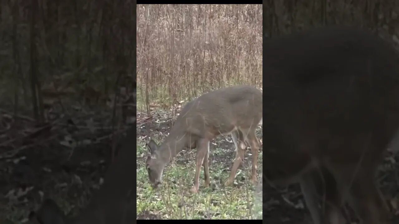 Handgun hunting whitetail