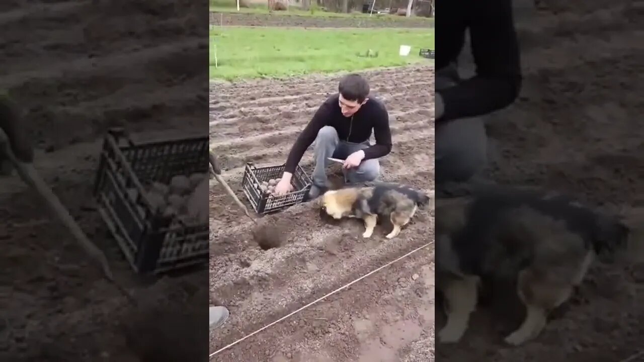 I can help with potatoes too