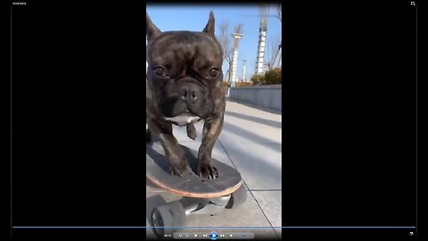 A skateboarded pit bull 😎 man's cool pet