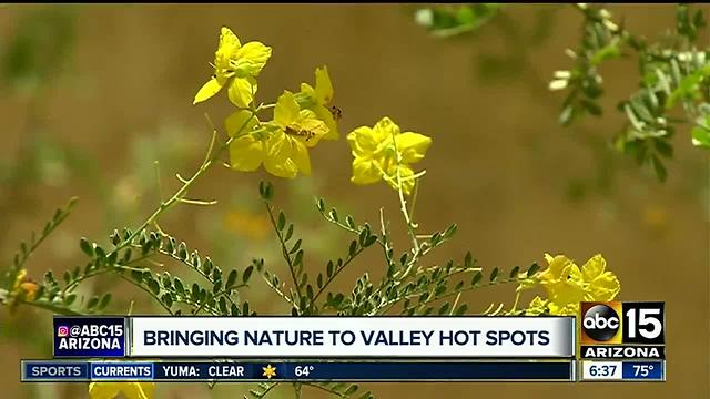 Nature Conservancy working on plan to cool Valley neighborhoods