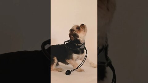 Cute Dog Playing