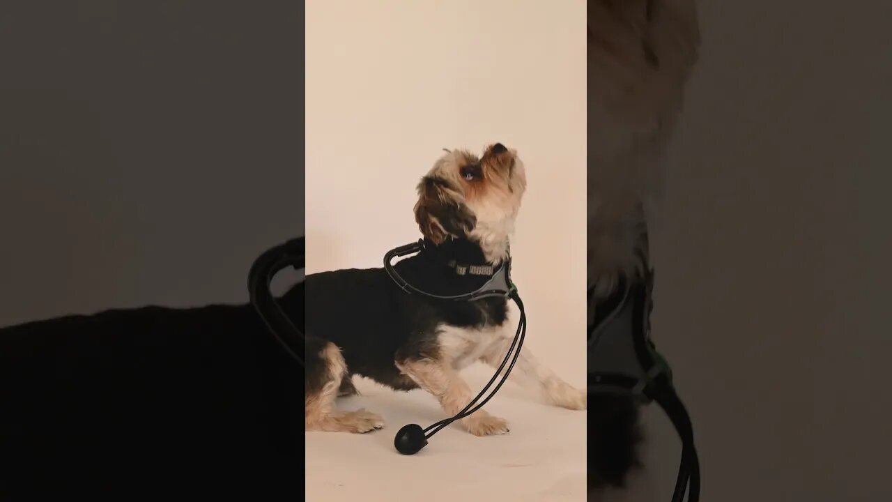 Cute Dog Playing
