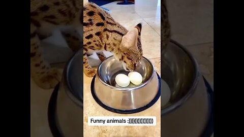 "Start Your Day With Good Vibes: Funny Animal Moments".