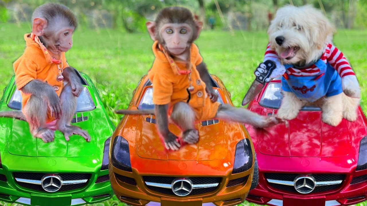 Monkey Baby Bim Bim takes ducklings colorful car of Amee