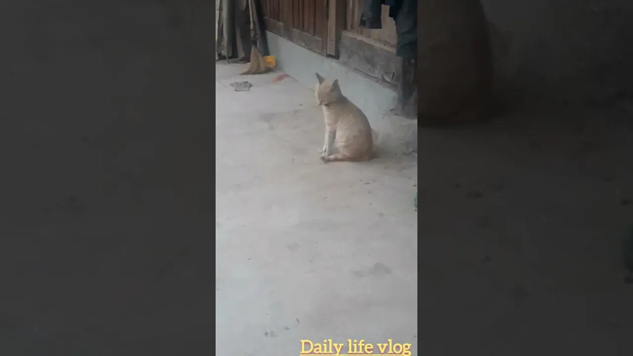 white cat