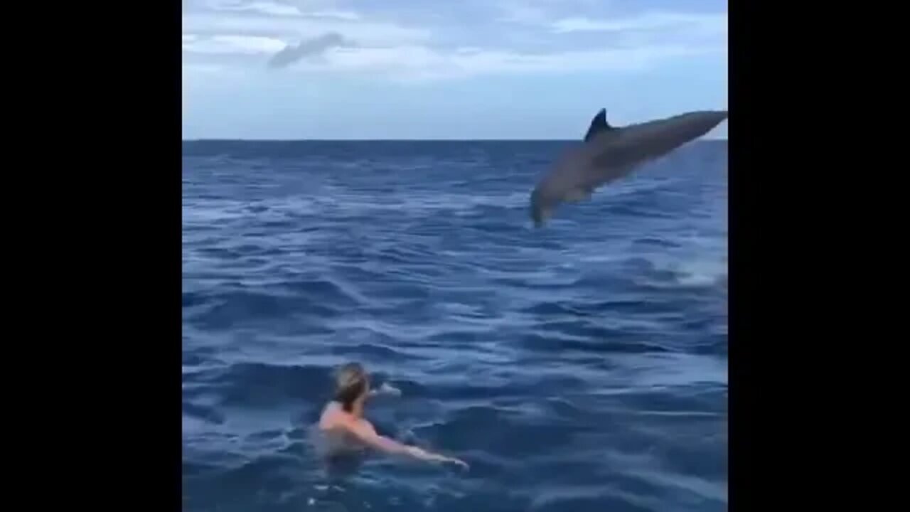 Would you swim with dolphins in the open ocean??? 😱😍⁣