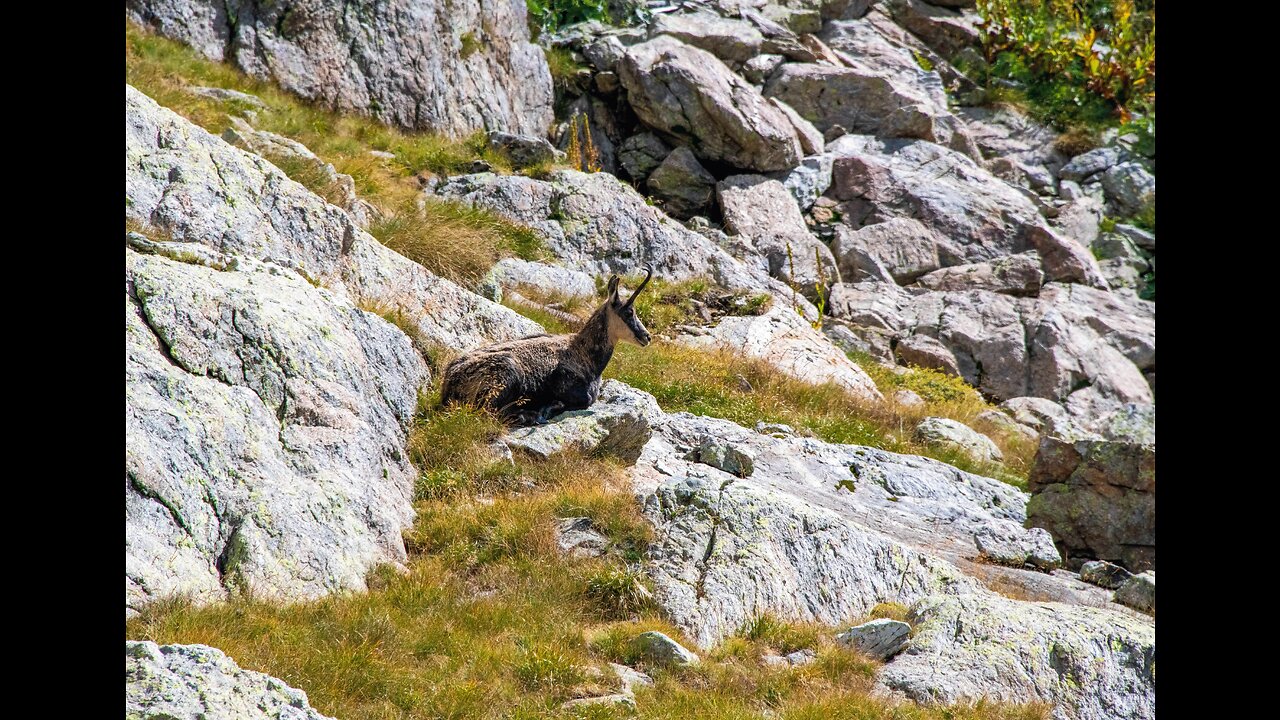 Wildgoat escape (From a fox)