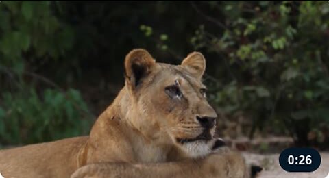 Lion Cubs Cuddles With Mom