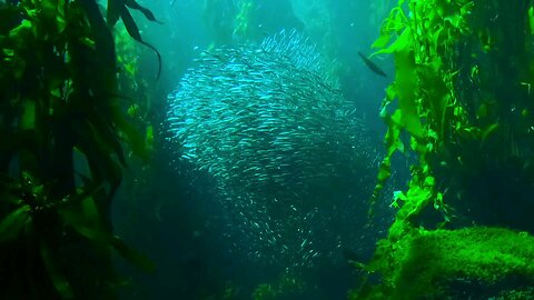 beautiful sea underwater