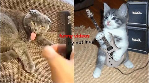 Try not Laugh Watching Funny Animals Compilation | Funniest Animals Zone 2022