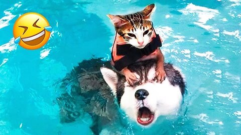 Funniest Cat and Dog Videos EVER! 🐈🐩 #185