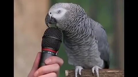 Einstein Parrot