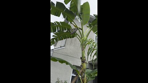Grow bananas in your backyard