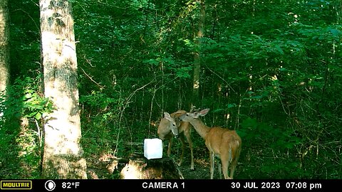 3 bucks testing each other