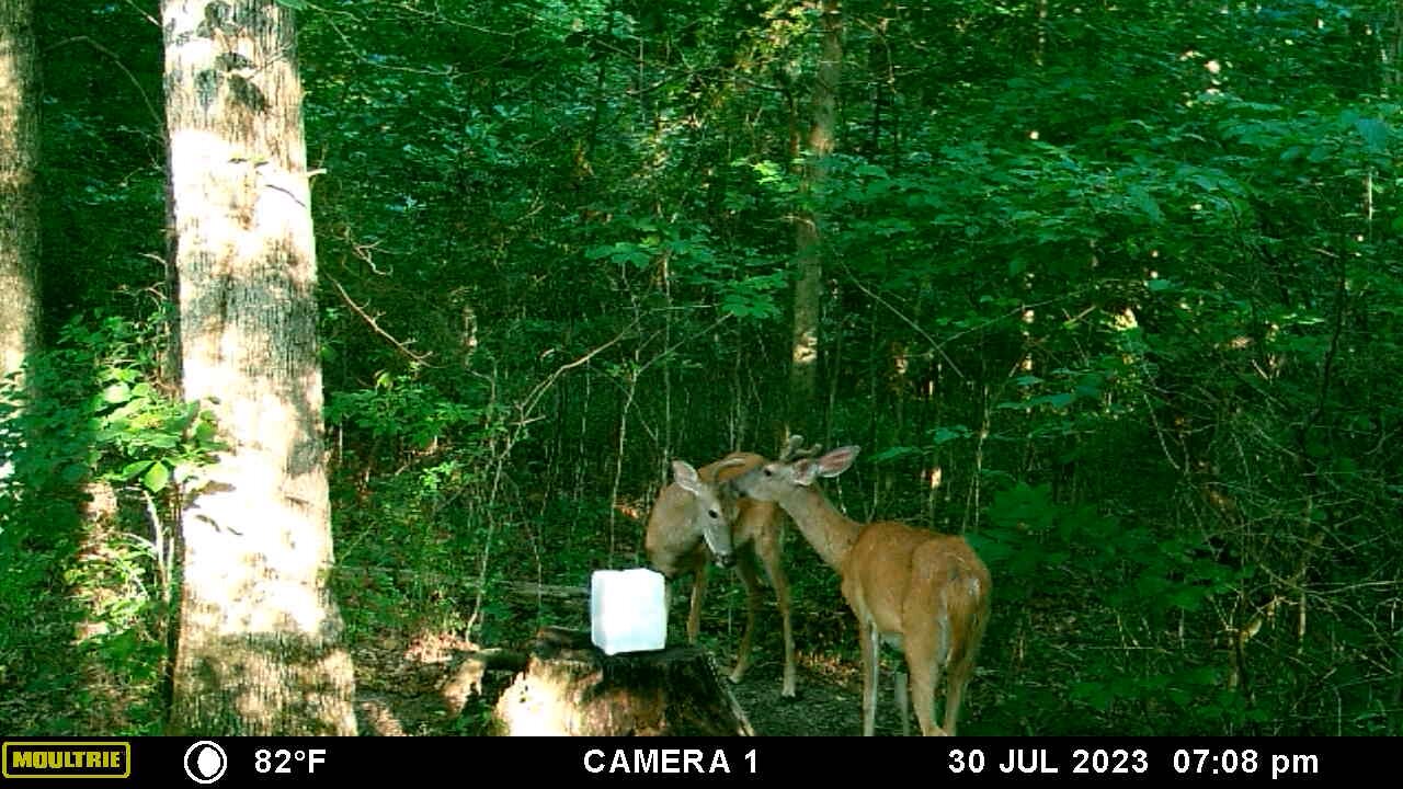 3 bucks testing each other