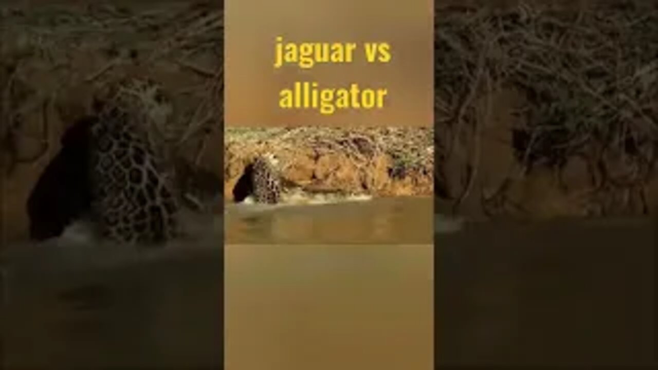 jaguar eating his morning coffee