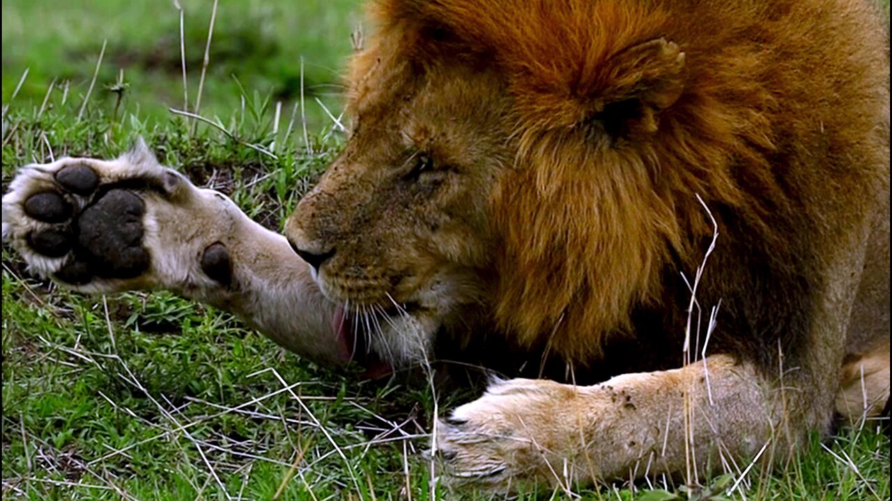 Majestic lion lazily grooms himself on the African plain