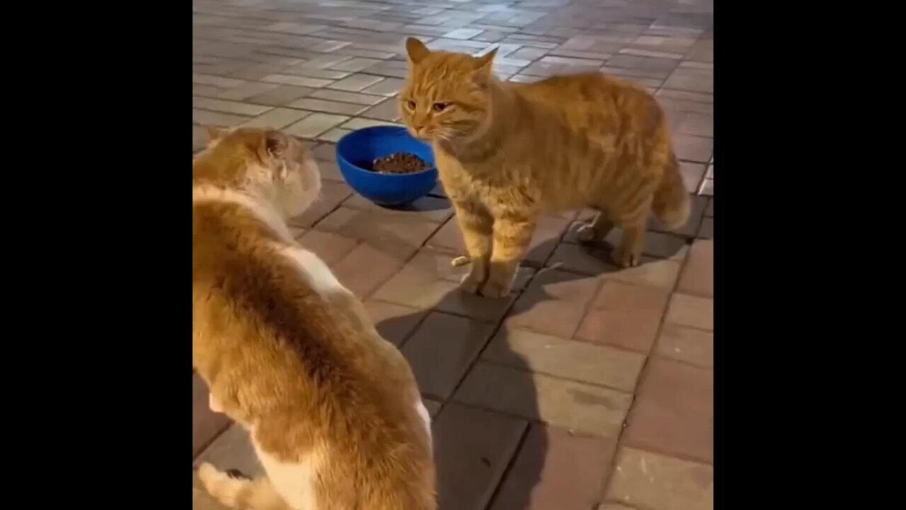 New cat series funny quit moment videos