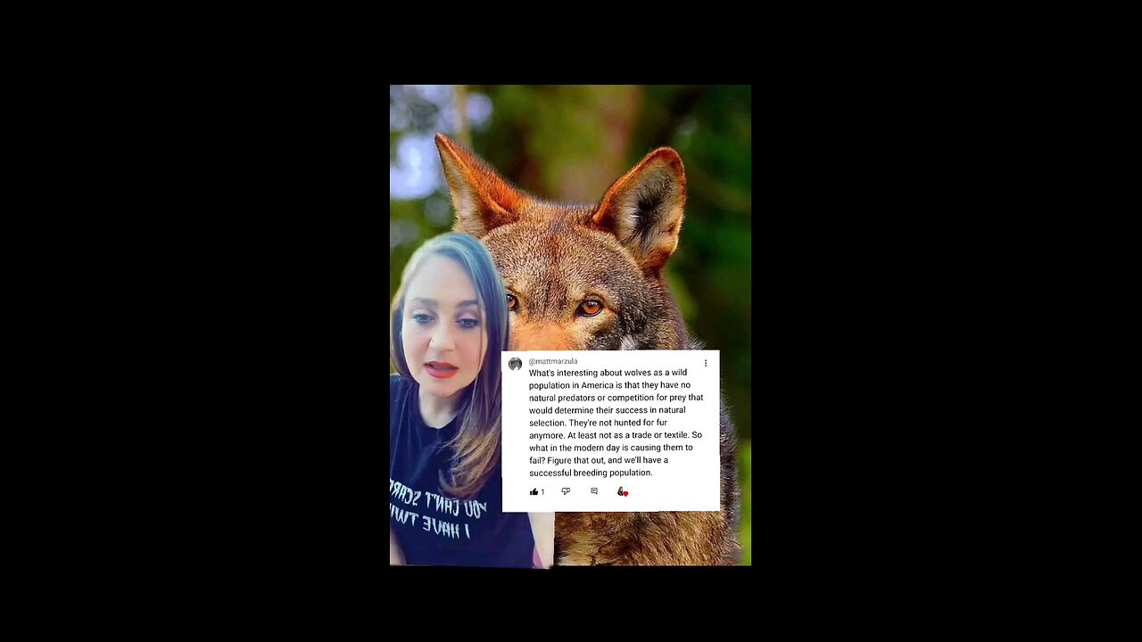 Red Wolves, What's up with the Decline?