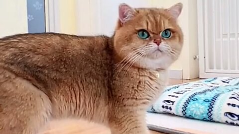Cute Cat talking 😺 😍🥰♥️❤️