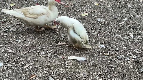 Meet Herman, the disabled, very abled chicken!