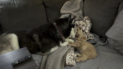 Husky and Maine Coon Kitten Play Together